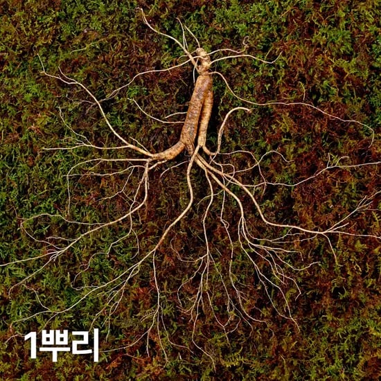 12,15년근 야생삼 1뿌리 산양산삼 산양삼 장뇌삼 장뇌산삼
