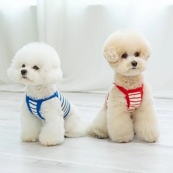 강아지여름옷 강아지나시 펫츠랜드 꾸안꾸크롭나시티