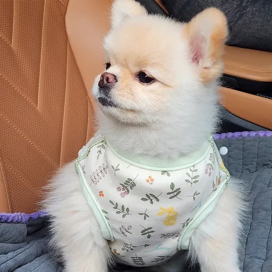 깜찍한 강아지옷 오가닉 애견 나시 실내복 내복 숲속의향기XS