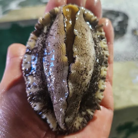 완도 활전복 대사이즈 8미 10미 산소포장 산지직송 전복구이 전복죽 친절한어부씨