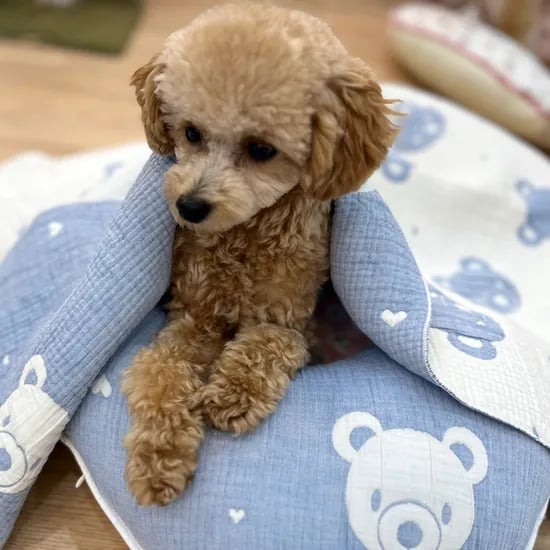 부드러운 강아지 이불 거즈 고양이 블랭킷 사계절 담요 곰돌이 푸푸블랭킷 블루