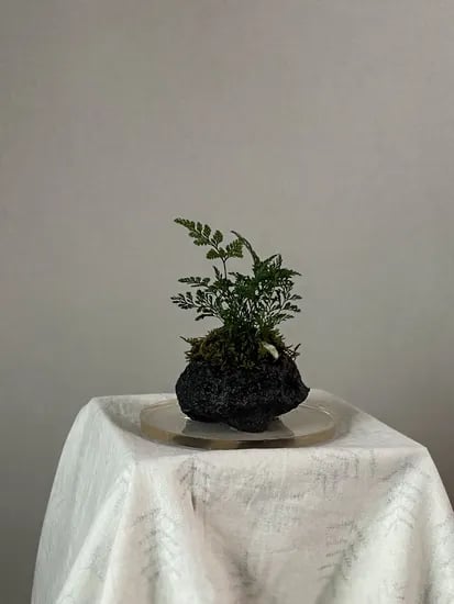 화산석 돌 위의 식물들