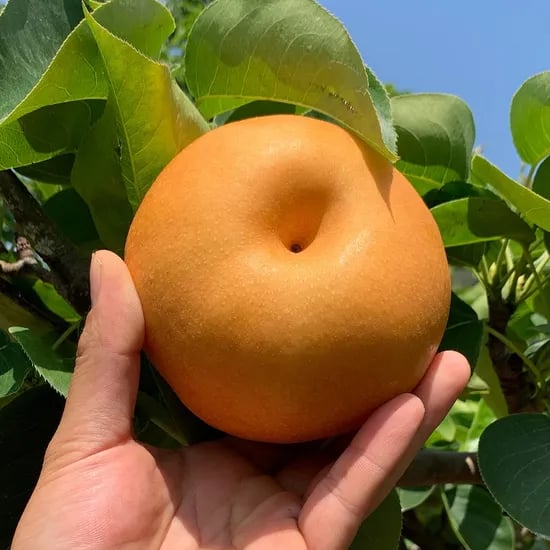 산지직송 나주 신고배 5kg / 3kg 가정용 실중량