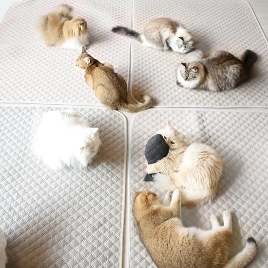 초코펫 고양이 스크래쳐 반영구 놀이방 냥이 행복 카페트