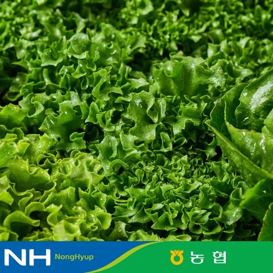 유러피안 샐러드 1kg 4종 대용량 야채믹스 / 채소믹스 / 프릴아이스