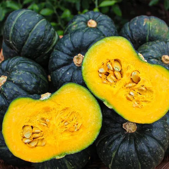 특품 미니 밤호박 5kg 대용량 외 2kg / 7kg 제주 산지직송