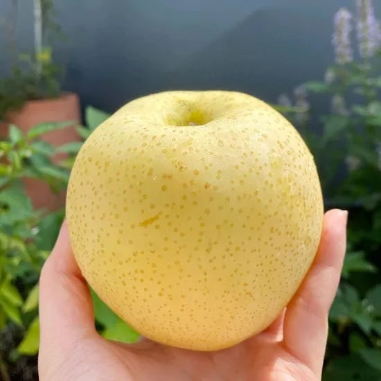 26년 첫수확 햇 배 4kg 실중량 중소과~대과
