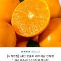 24년 첫출하 제주직송 천혜향 1.5kg 중소과 (13,230원 / 무배)3