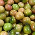 25년 첫 출하 대저토마토 2.5kg S/M/L 랜덤박스 (12,910원/무배)3