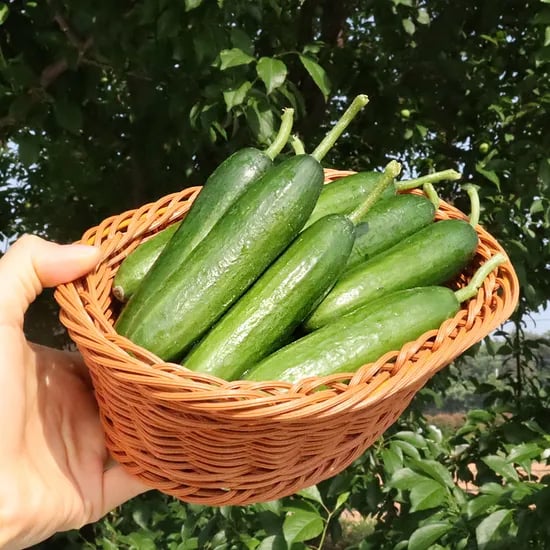 미니오이 1kg (4,900원/네멤 무료)4