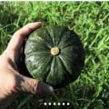 제주 보우짱 미니단호박 로얄과 2kg (7,820원/무료)1