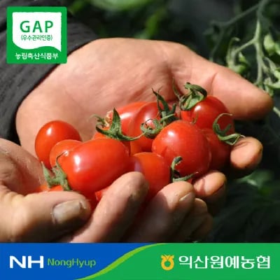 국내산 대추 방울 토마토 로얄과(1~3번과) 2kg (7,500원/무료)4