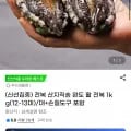 완도 활 전복 1kg(12-13미)/대+손질도구(19,990원/무배)1