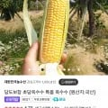 국산 고당도 초당옥수수 특품 16cm이상 10개 (16,220원/무료)2