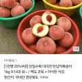 대극천 반납작복숭아 1kg 예약발송 (11,400원~/무배)