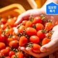 ] 대추방울토마토 2kg 로얄과 (6,408원/무료)35