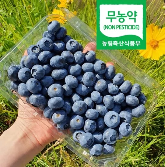 국내산 프리미엄 무농약 왕 블루베리 1kg (22,430원/무배)3
