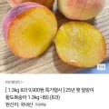 말랑이 황도복숭아 1.3kg 8과 (9,900원/무료)1