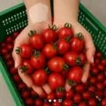 ] 대추방울토마토 로얄과 2kg (6,190원/무료)34