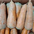 당근 특상 2kg (6,500원/무료)