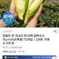 국내산 햇 미백 찰옥수수 15cm 특품 10개입(9,980원/무배)1
