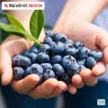 미국 항공직송 생블루베리14-18mm 125g 2팩 (11,400원/무료)8