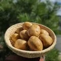 햇 감자 3kg 소 (5,130원/무료)