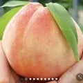 대극천 복숭아 1kg (12,500원/무료)8