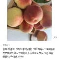 대극천 복숭아 1kg (8,900원/무료)4