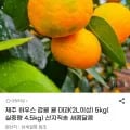 제주 하우스 감귤 대과 5kg (18,940원/무배)