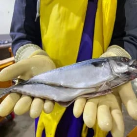 국내산 자반고등어 10미+2미 1.7~2.3kg (11,770원/무배)