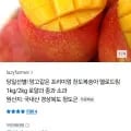 옐로드림 망고복숭아 1kg 로얄과 (9,900원 / 무료)