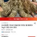 국내산 자연산 활 돌문어 1kg (23,720원/무료)3
