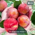 국산 후무사 자두 특대과 1kg (9,900원/무료)4