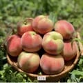 대극천 복숭아 중과 2kg (17,160원/무료)