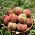 대극천 복숭아 중과 2kg (21-25과) (17,160원/무료)