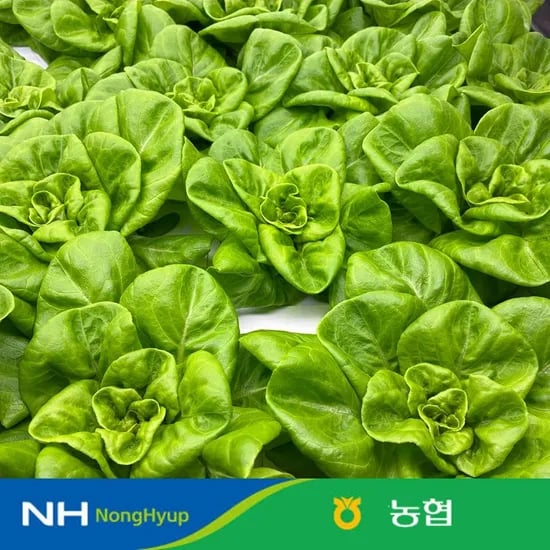 농협 유러피안 샐러드 채소 믹스 1kg (7,240원/무료)