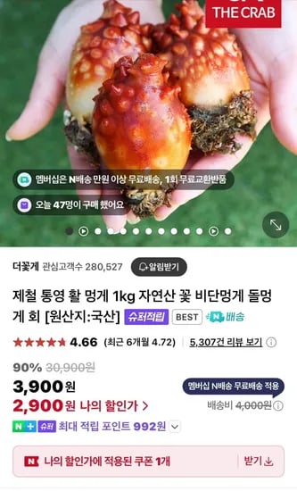 제철 통영 활 멍게 1kg (2,900원/네이버멤버십만 무배)1