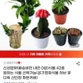 공기정화 식물화분 42종 각 (유클2,550원/무료)4
