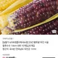 25년 찰옥수수 14cm 10개입 (6930원/무배)2