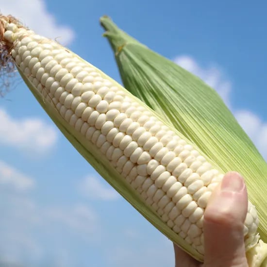 미백/흑찰 옥수수 5+5개 (12,400원/무료)
