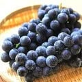 캠벨포도 400g 외 (9,900원~/무료)2