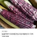 옥과농협 흑찰옥수수 10개(9520원/무배)