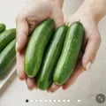 스낵오이 1kg (7,900원/무료)4