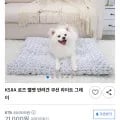 KSIIA 로즈 벨벳 반려견 쿠션 (13,500원/무료)