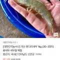 국내산 흰다리새우 1kg 30~35미 (19,020원/무료)2