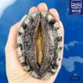 완도활전복 1kg 9-10미(유클20,440/무료배송)2