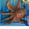 여수 신기항 돌문어 생물 1/2/3kg (13,200원/무료)1