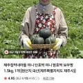 미니 단호박 보우짱 1.5kg (7,950원/무료)