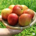 경북 옥자두 1kg